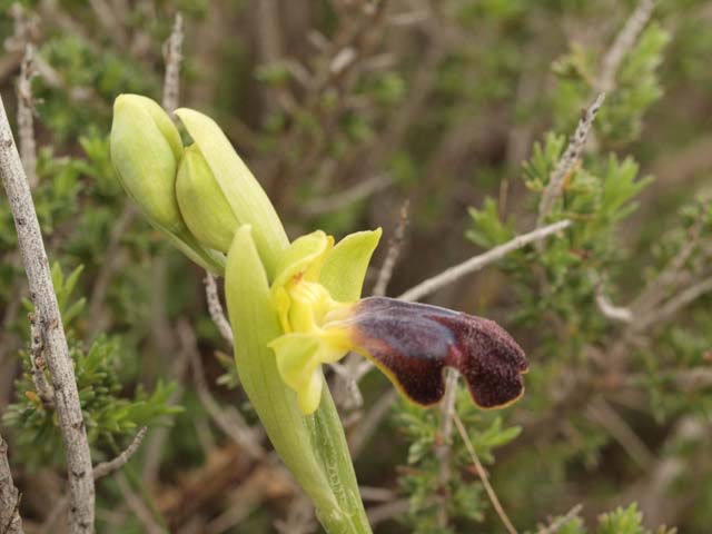 Orchidee dalla murgia Materana